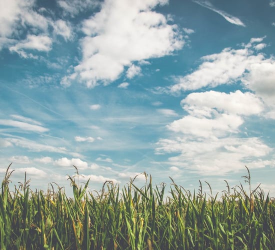 Action needed on NI carbon emissions - MLA