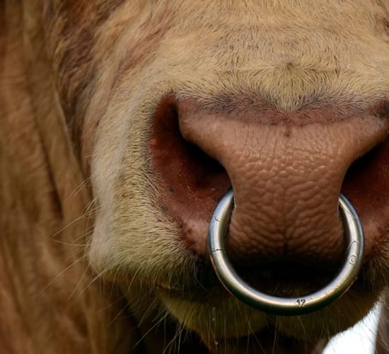 Calls to revoke new IP restrictions on AI bulls intensify