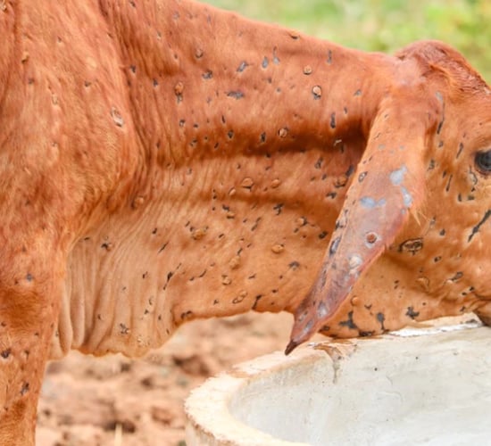 WOAH confirms 2 outbreaks of lumpy skin disease in Spain
