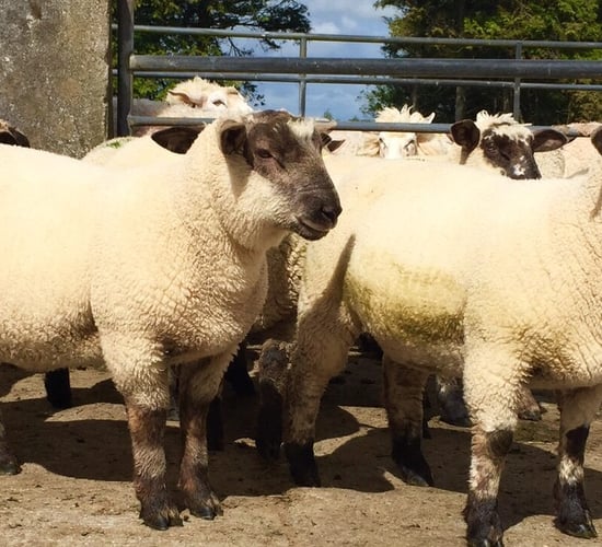 Sheep kill: Throughput rises as lamb supply increases