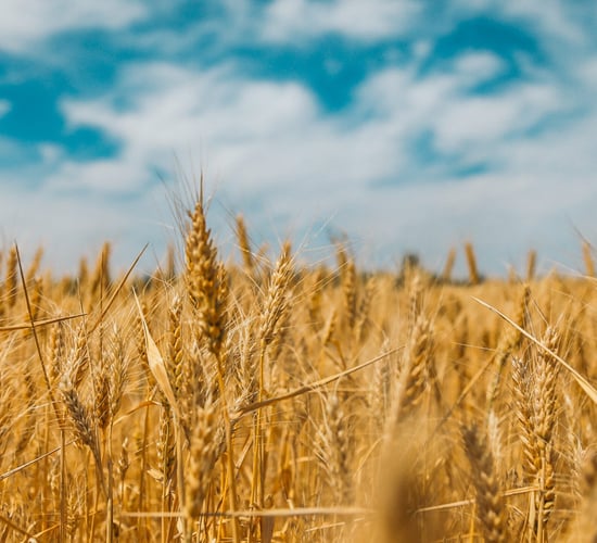 Brazil expecting record soya bean harvest
