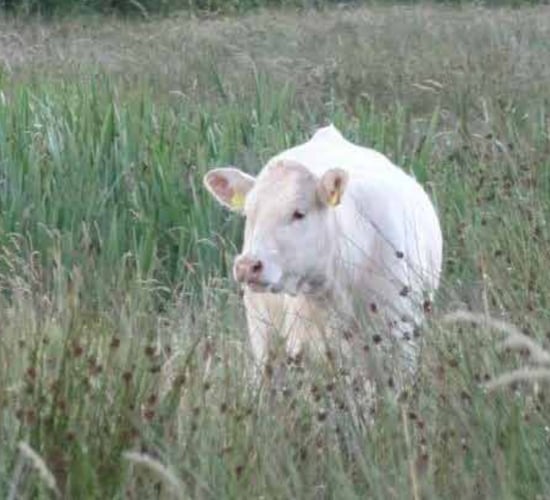 Caution urged as redwater cases spike in some regions