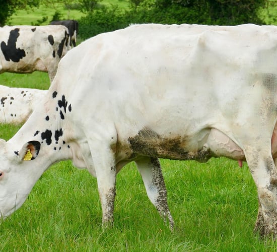 Prices reach 6,600gns at Monamore sale