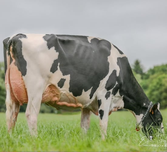 Summer Sizzler: Elite genetic sale set for Saturday