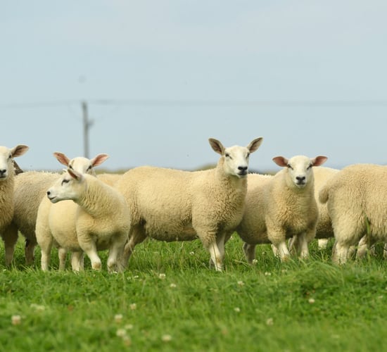 Spotlight on Texels ahead of Sheep Northern Ireland event