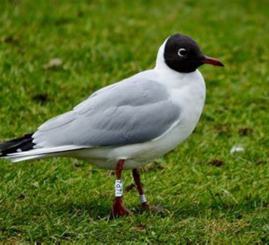 NI chief vet urges bird flu vigilance after cases in wild birds