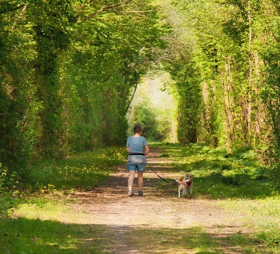 Minister warns dog owners to keep dogs safe in hot weather