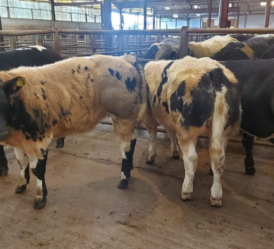 Iveragh autumn-born weanling show and sale set for next week