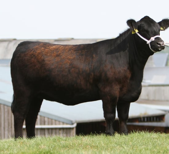 Galway breeder buys top-priced heifer at Mogeely sale