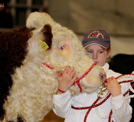Next Gen Herefords workshop set for Saturday in Meath