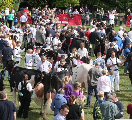 Virginia Show: Baileys Cow competition to celebrate 40 years
