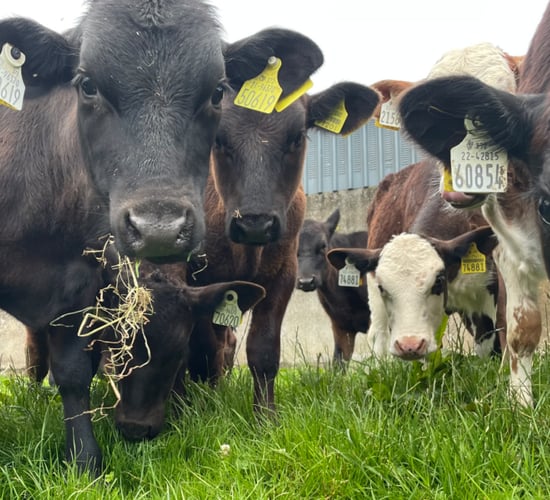 Tips for maximising weight gain on dairy-beef calves