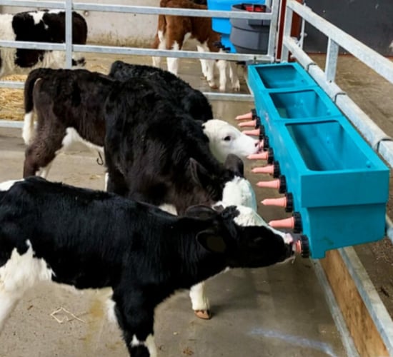 Farms can now access dairy beef scorecard for calves