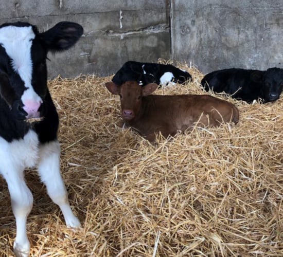 Calving 2024: Dealing with straw shortages