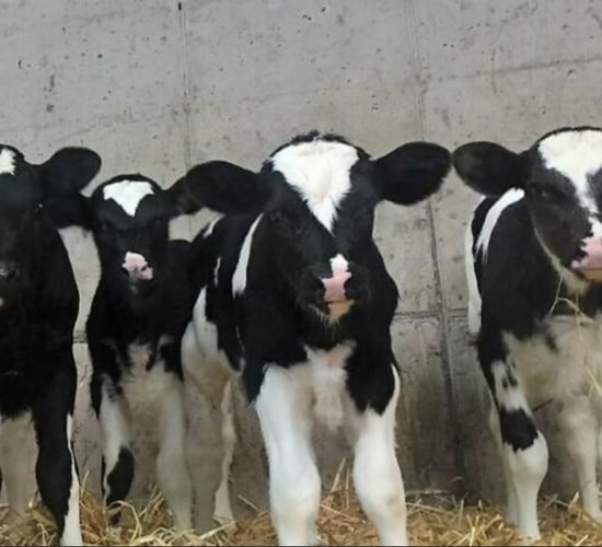 Images in calf investigation 'not representative' - Gorman