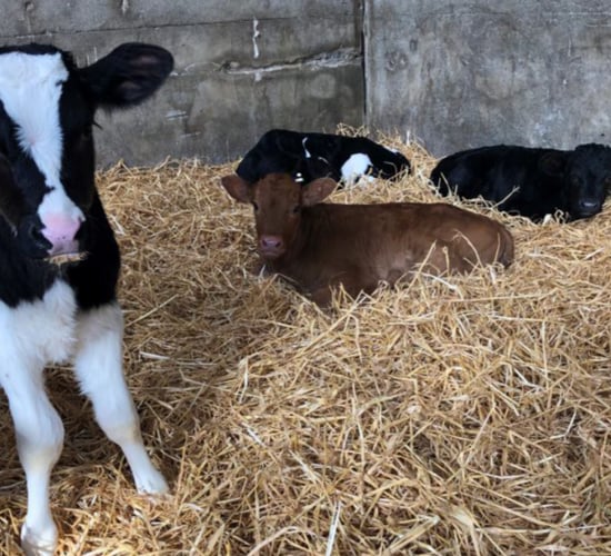 Spring calving: Time to get ready for calves