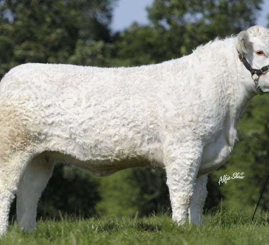 Dispersal sale announced for well-known NI Charolais herd