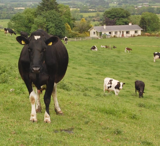 Meath company with global ambitions for new milk drink