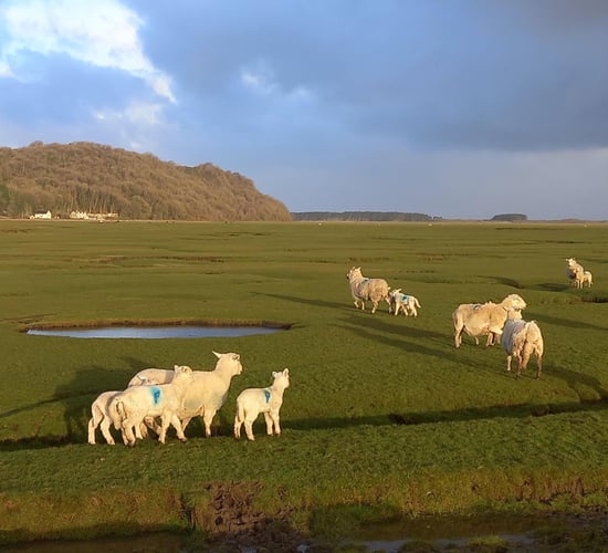 'Gower Salt Marsh Lamb' new UK geographical indication