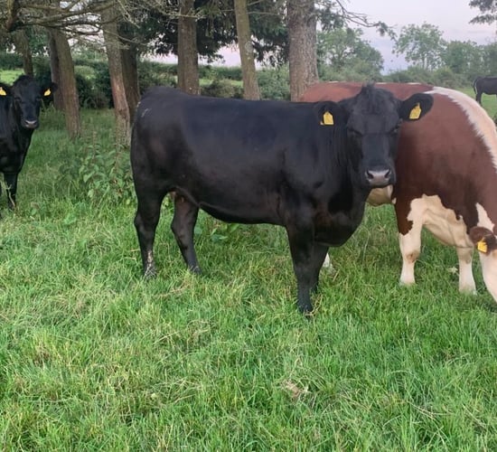 Factory quotes: Trade begins to steady after €140/head drop