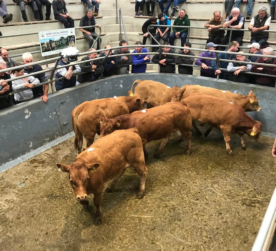Mart report: Weanling bulls hit €1,650/head at Iveragh Mart