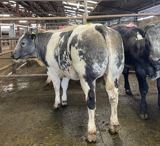 Sixmilebridge Belgian Blue weanling sale sees prices hit €2,130
