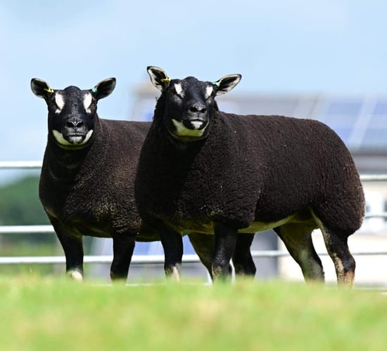 Tyrone breeders secure export deal for Badgerface Texels