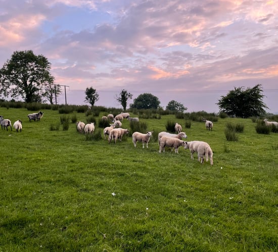 Met Éireann: Warm weekend ahead as temperatures set to climb