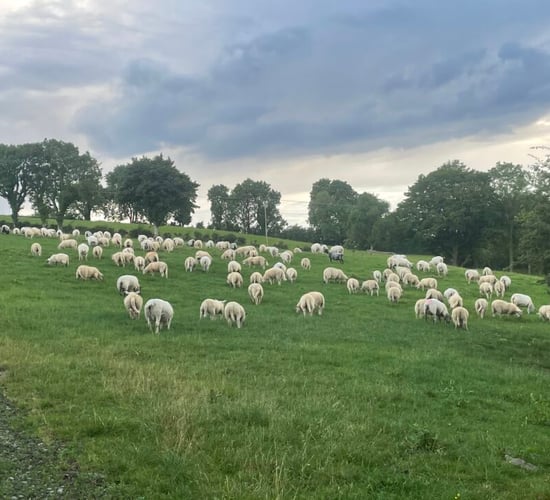 'Worrying' number of sheep theft reports in Co. Antrim - PSNI