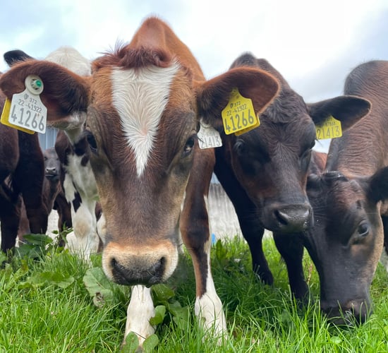 85% of dairy calves not exported or slaughtered in 2023