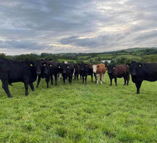 Factory quotes: 5c/kg taken off beef price again this week
