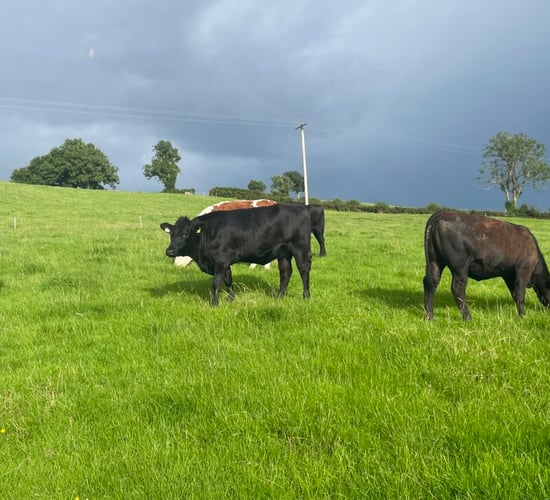 Factory quotes: Prime cattle price falls 55c/kg from peak