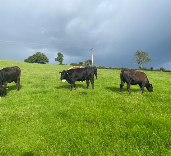 Factory quotes: Beef price falls below export benchmark