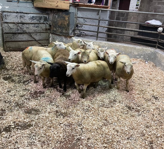 Flying trade for fat and light lambs alike in Ballyjamesduff