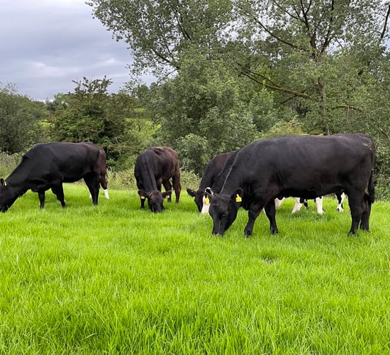 Factory quotes: Price cuts continue this week for beef