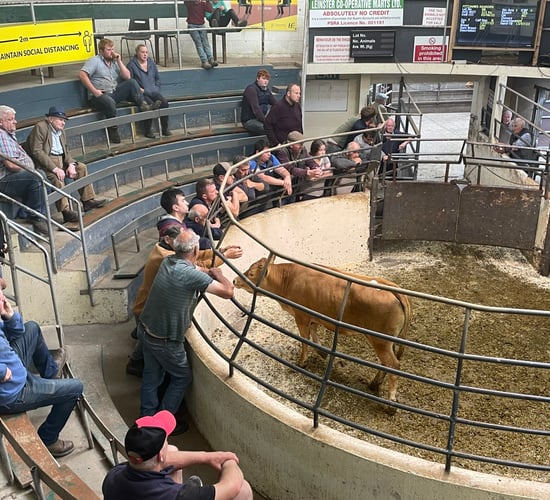 Nitrates rules changing cattle trade trends at Kilcullen Mart