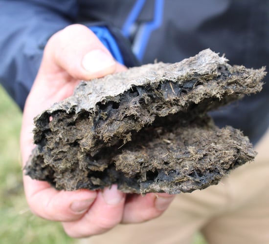 Dung beetles are a farmer’s best friend