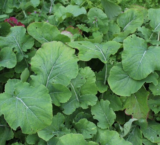 Impact of catch and cover crops on potassium cycling