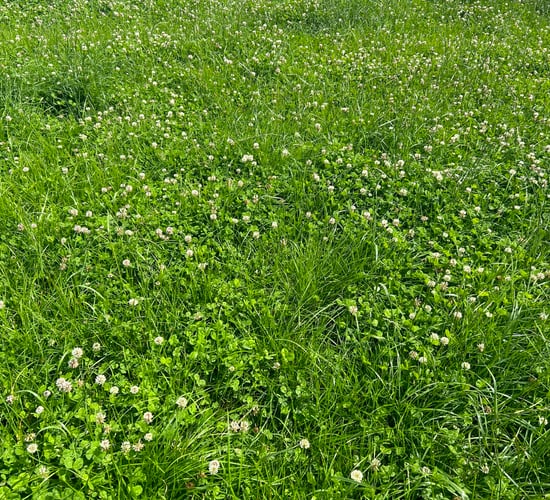 Grass growth: Rain welcomed by many