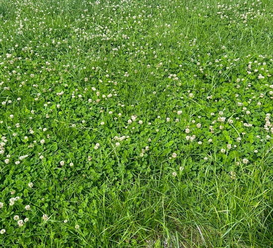 Managing your clover swards during autumn months