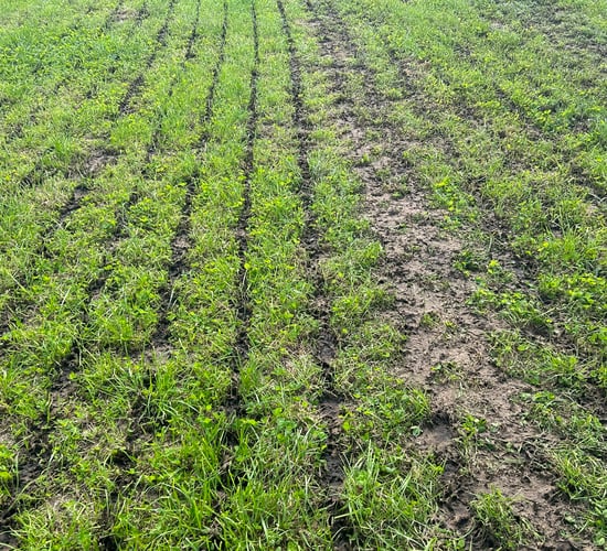 Is it time to prepare silage ground for the first cut?