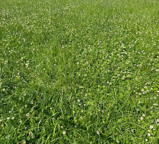 Pre-mowing: Is it worthwhile to correct grass quality issues?
