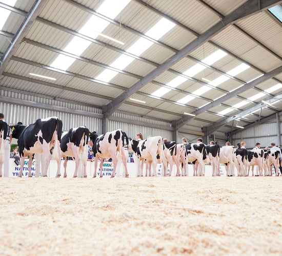 Cork handler takes IHFA YMA title at Cillin Hill