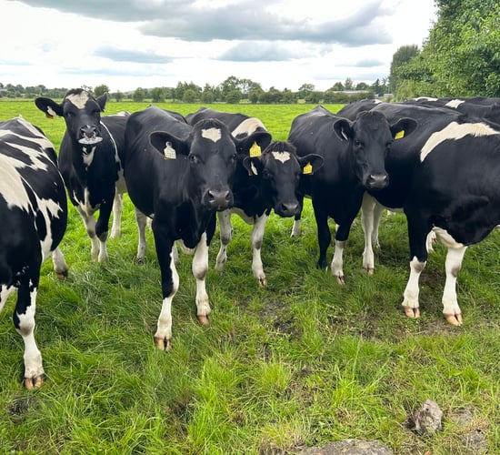 Are your maiden heifers on target for ahead of breeding?