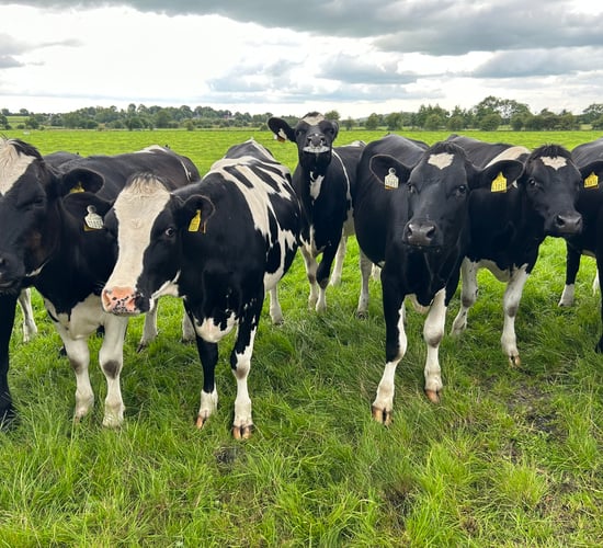 'Deep concern' voiced over dairy replacement stock issues