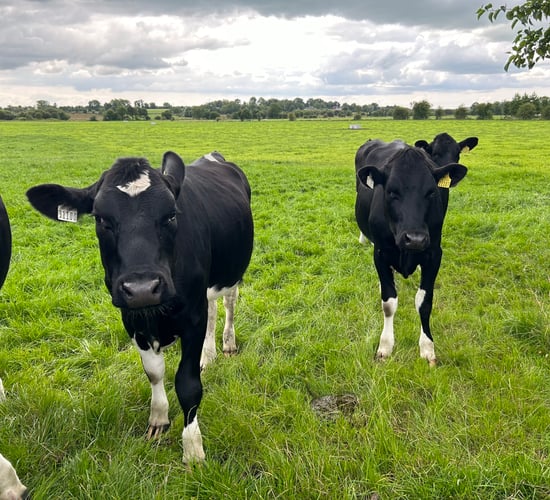Replacement heifers: The benefits of having a flying herd