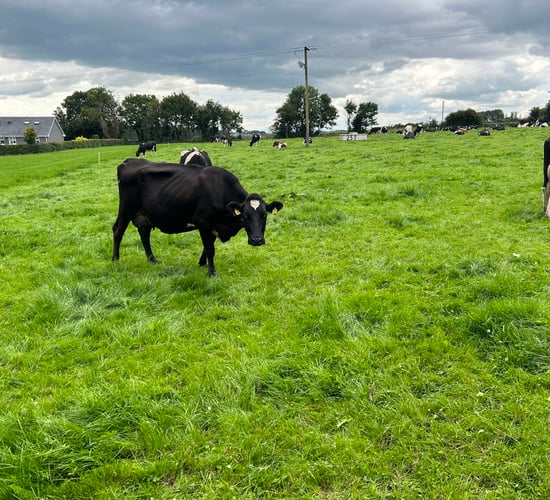 Doing the basics well is key to milk quality success on Tuam farm