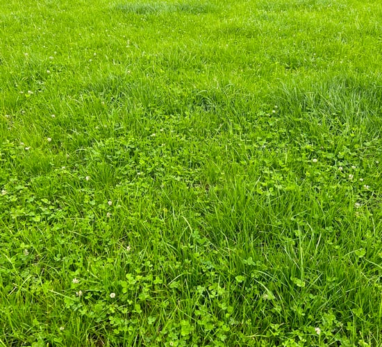 Identifying paddocks suitable for clover establishment
