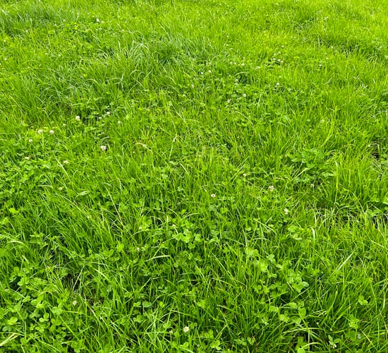 Grass growth: Grazing conditions pose the biggest challenge