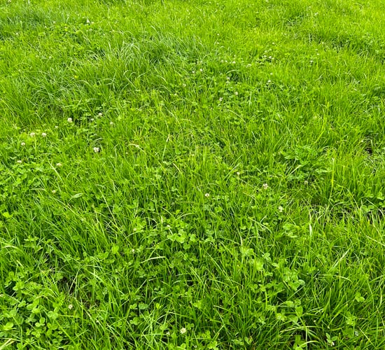 Now is a good time to correct soil fertility